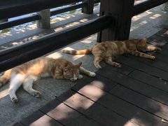 -白马涧龙池景区