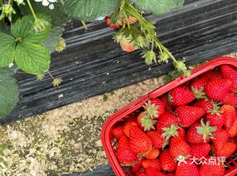 马上要过采摘季节！这周末去实现草莓自由吧！