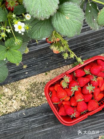 马上要过采摘季节！这周末去实现草莓自由吧！