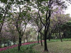 -广州珠江公园