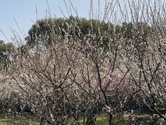 -香雪海