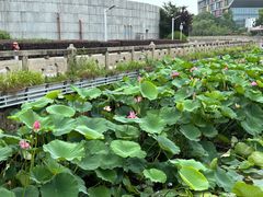 -昆山城市公园