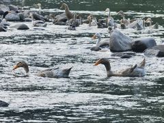 -楠溪江风景名胜区