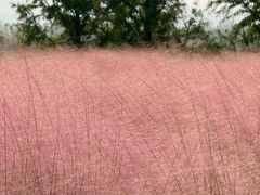 -羊亭河湿地公园