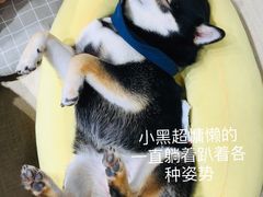 -逗柴咖啡屋·狗咖猫咖宠物桌游