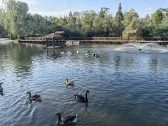 -溱湖国家湿地公园