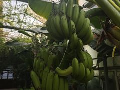 -呀路古热带植物园