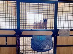 -北京群众马术培训基地