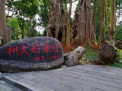 -瑞丽独树成林风景区