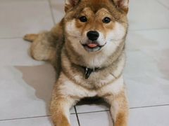 -柴务处·柴犬主题狗咖