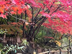 -关门山森林公园