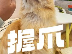 -猫咪派对(江南西店)