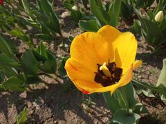 -长春公园(普阳街道)