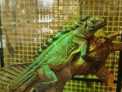 -FAIRYLAND龙族星球主题餐厅(凯丹广场店)