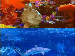 -海合安成都极地海洋公园
