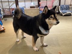 -逗柴咖啡屋·狗咖猫咖宠物桌游