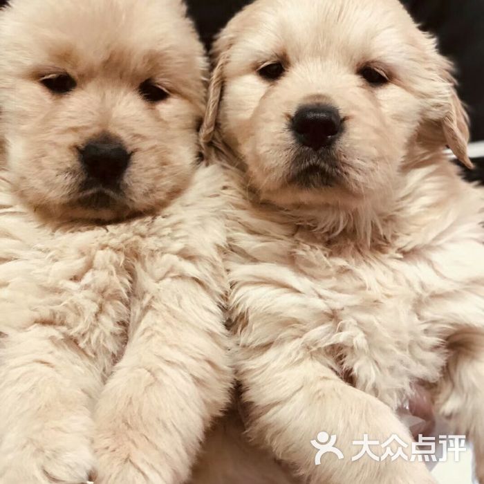 萌宠宝贝猫狗活体售卖宠物店图片-北京宠物店-大众点评网