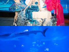 -烟台海昌鲸鲨海洋公园