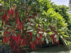 -小洲村