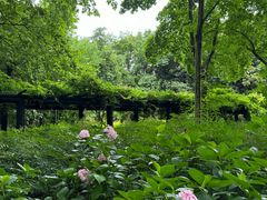 -上海共青森林公园