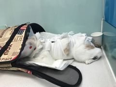 -纳吉亚猫专科动物诊疗中心(蒋宅口分院)
