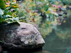 -深圳仙湖植物园