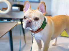 -Supine Bistro溯泮餐厅