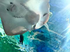 -上海海洋水族馆