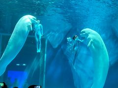 -上海海昌海洋公园-冰山北极馆