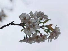 -西北湖绿化广场