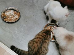 -瞄一喵猫咖(格力海岸店)