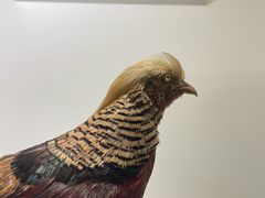-四川大学博物馆