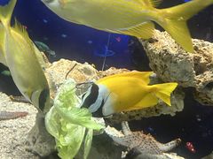 -芜湖新华联大白鲸海洋公园