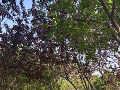 -永定河休闲森林公园