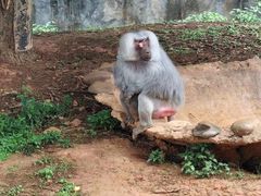 -云南野生动物园