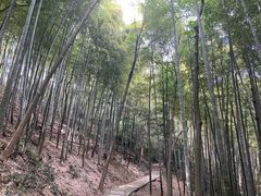 -上海佘山国家森林公园天马山园