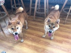 -柴犬高等学院·狗咖·柴犬售卖·宠物训练