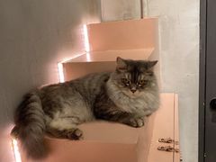 -猫儿山۰猫主题餐厅