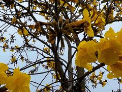 -天适樱花悠乐园