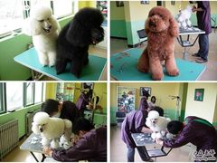 -优缇多格专业宠物美容师培训学校