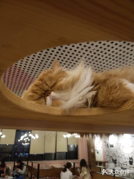 喵匠猫主题咖啡(凯德和平广场店)图片