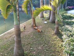 -西双版纳原始森林公园