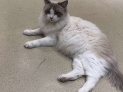 -藏猫猫咖啡主题馆(中央大道店)