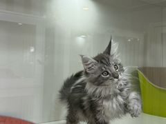 -青奢宠物·青奢猫舍