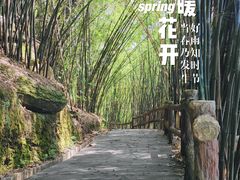 -铁山坪森林公园