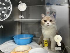-纳吉亚猫专科动物医院·北北分院