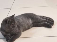 -猫大福·Fortune Cat猫舍(百子湾店)