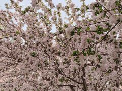 -海棠花溪(元大都城垣遗址公园)