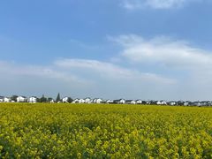 -西京湾花海