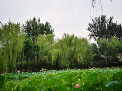 -莲湖公园